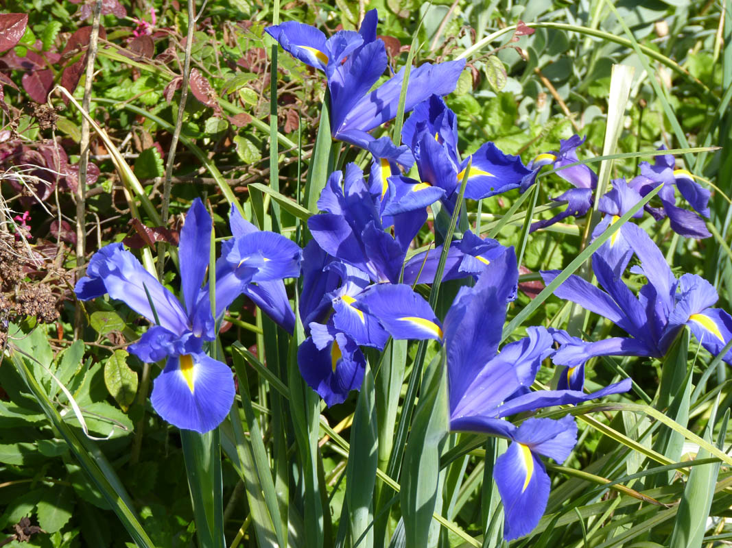 Iris hollandica hort. 3